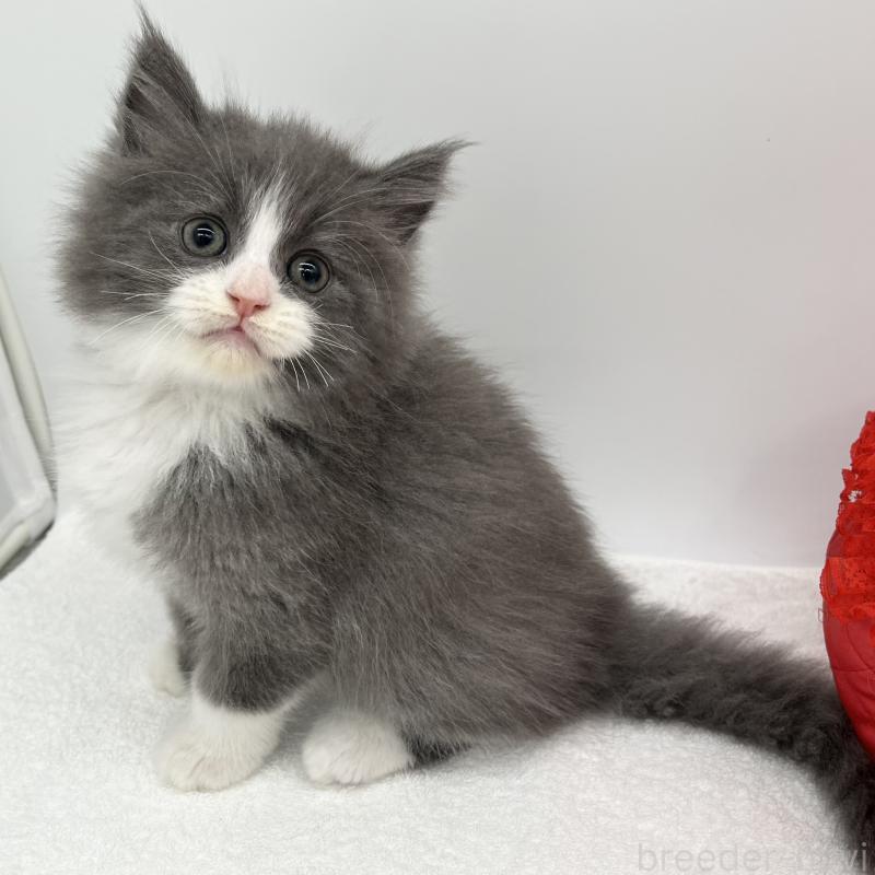 販売中の愛知県のマンチカン-132420の1枚目