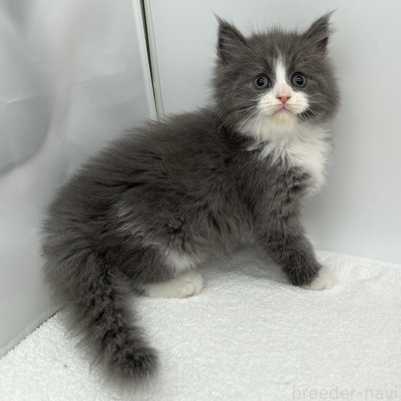 販売中の愛知県のマンチカン-132420の4枚目