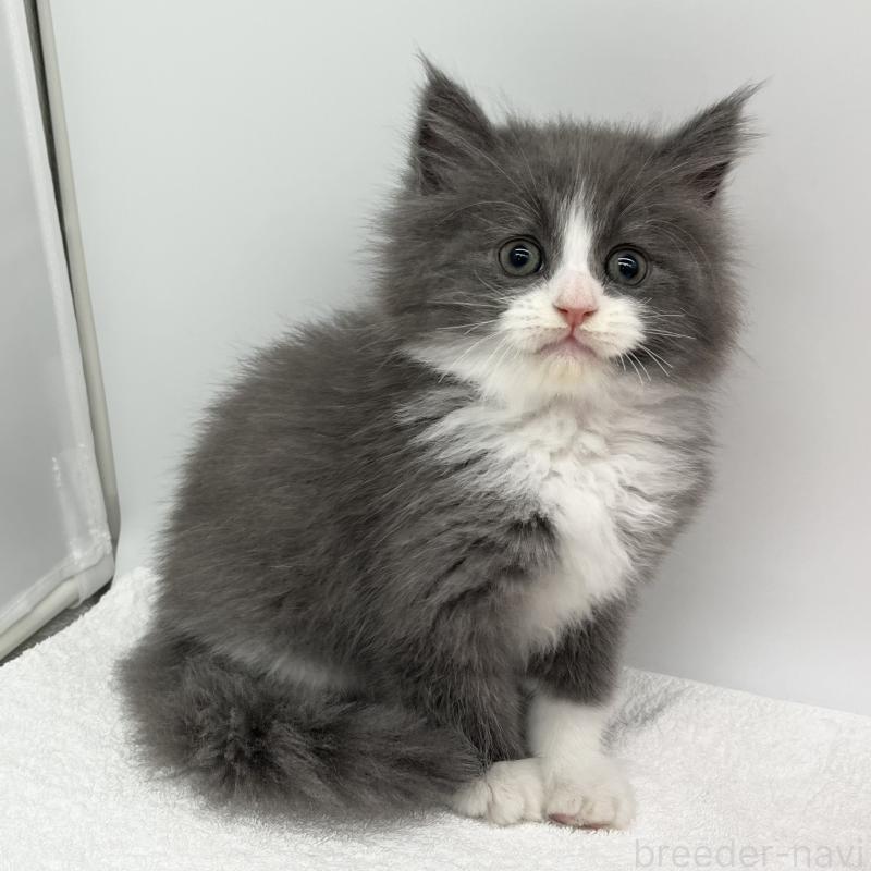 販売中の愛知県のマンチカン-132420の2枚目