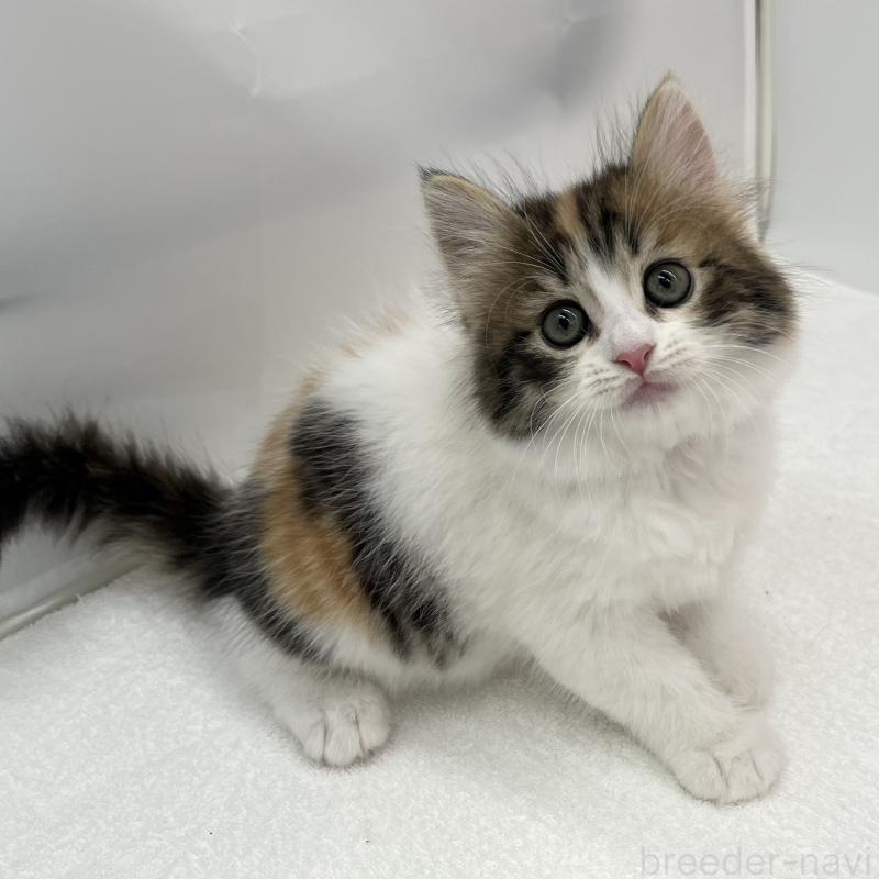 販売中の愛知県のスコティッシュフォールド-132421の1枚目