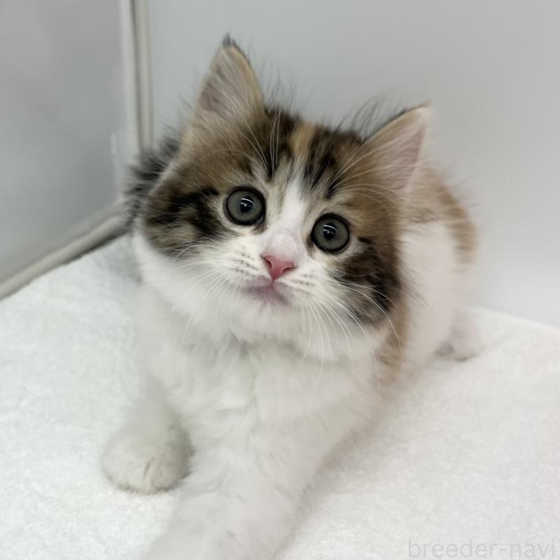 販売中の愛知県のスコティッシュフォールド-132421の5枚目