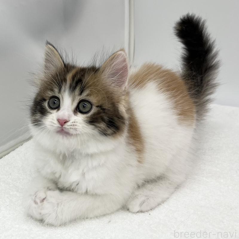 販売中の愛知県のスコティッシュフォールド-132421の3枚目