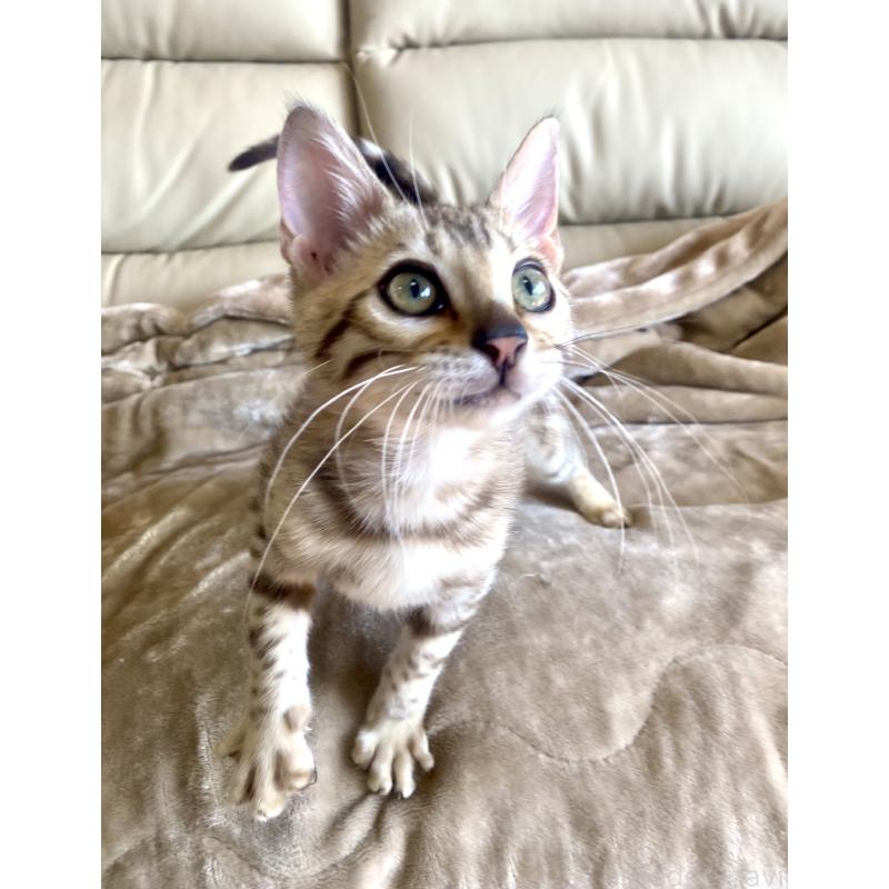 成約済の静岡県のベンガル-127402の9枚目