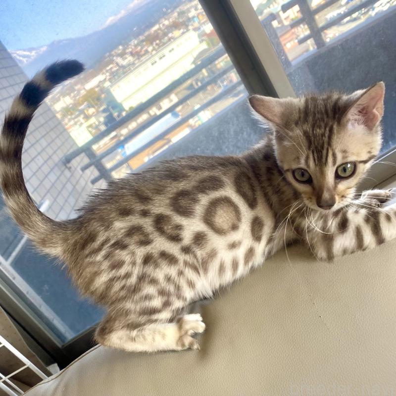 成約済の静岡県のベンガル-127402の8枚目