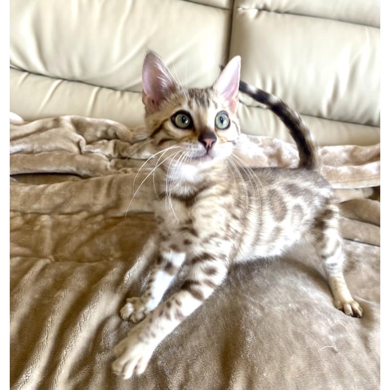 成約済の静岡県のベンガル-127402の7枚目