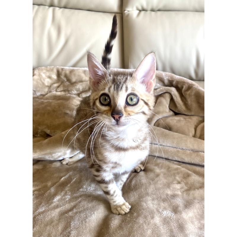 販売中の静岡県のベンガル-127402