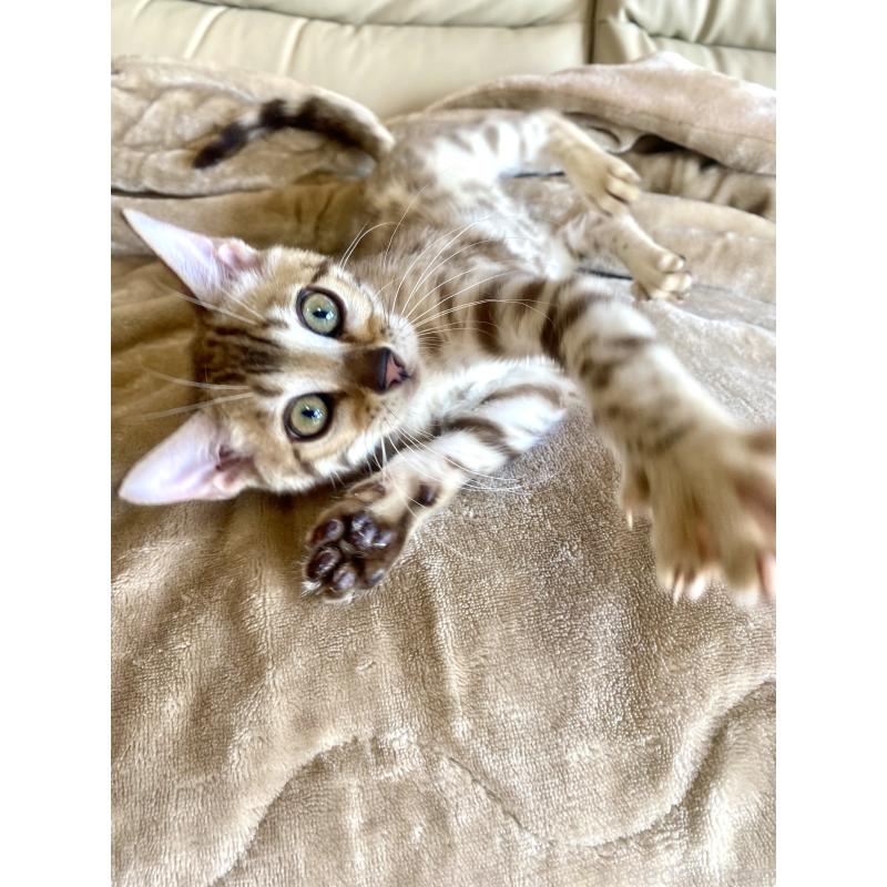 成約済の静岡県のベンガル-127402の6枚目