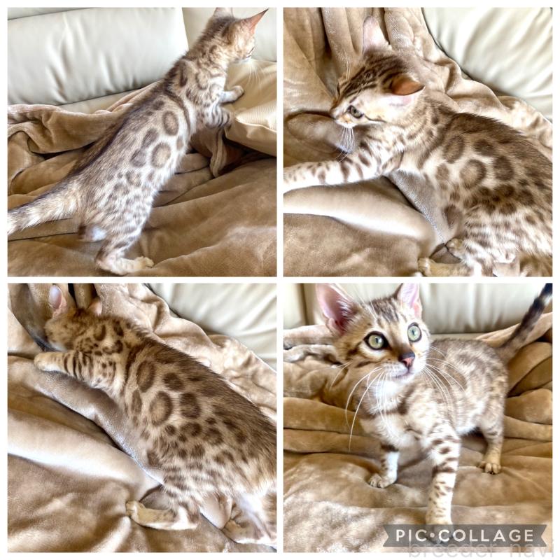 成約済の静岡県のベンガル-127402の5枚目