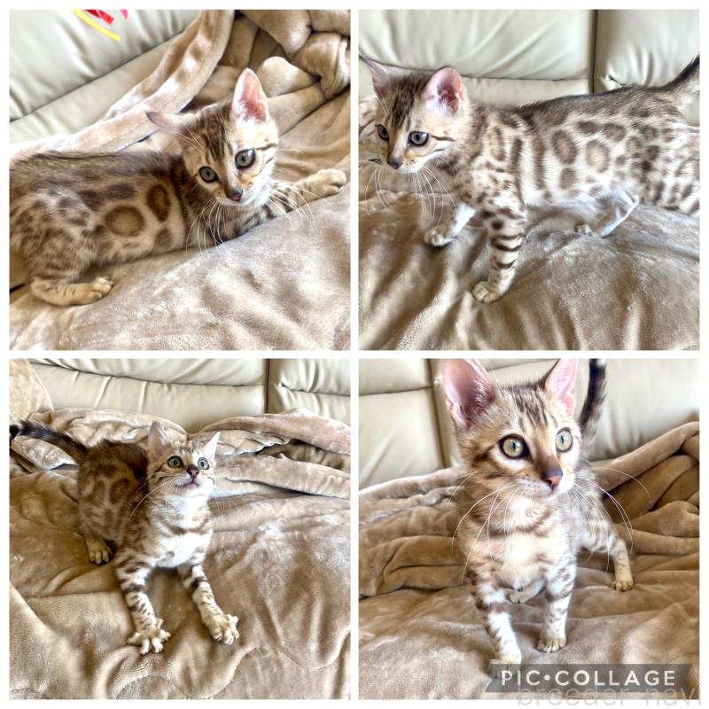 成約済の静岡県のベンガル-127402の4枚目