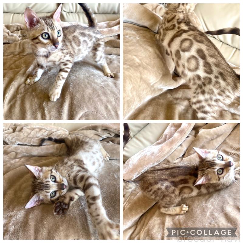 成約済の静岡県のベンガル-127402の3枚目