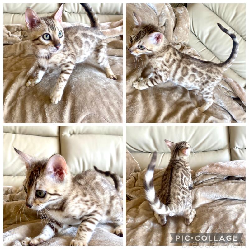 成約済の静岡県のベンガル-127402の2枚目