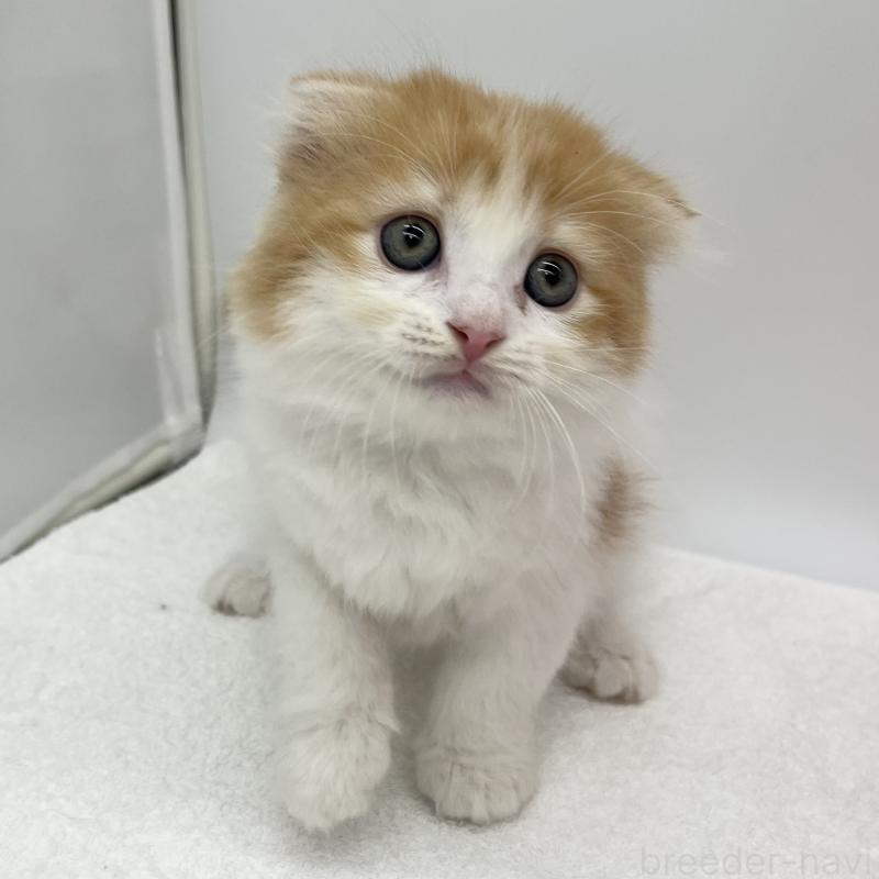 販売中の愛知県のスコティッシュフォールド(折れ耳)-132422