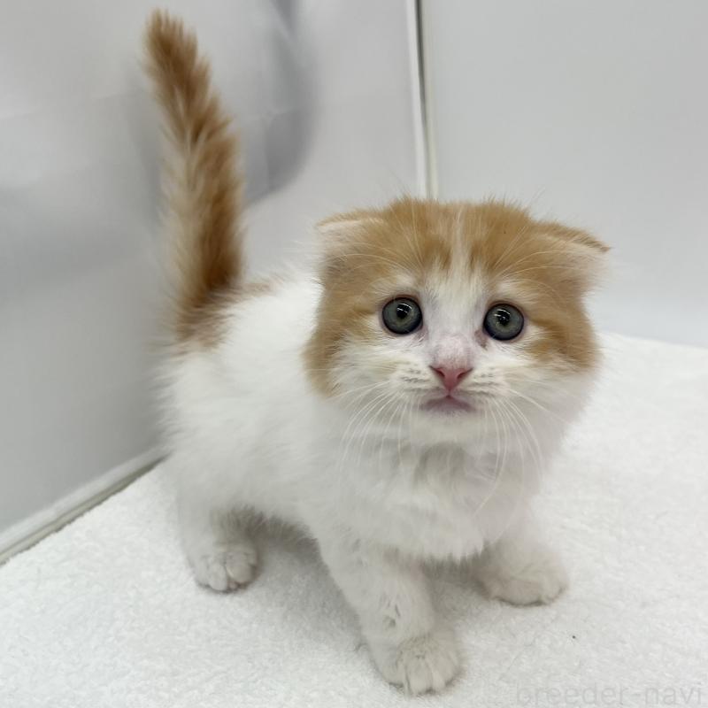 販売中の愛知県のスコティッシュフォールド(折れ耳)-132422の5枚目