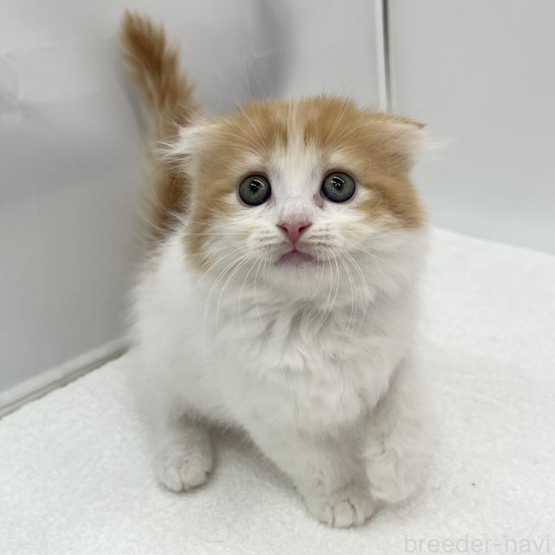 販売中の愛知県のスコティッシュフォールド(折れ耳)-132422の3枚目