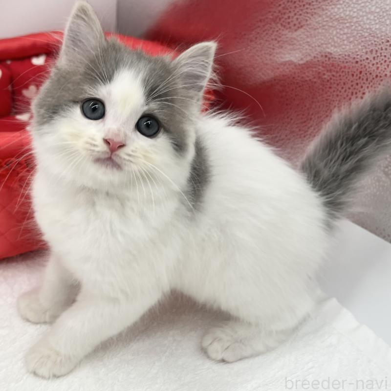 販売中の愛知県のスコティッシュフォールド-132423の5枚目