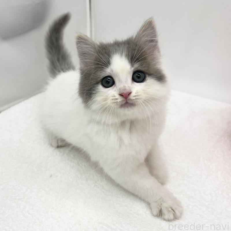 販売中の愛知県のスコティッシュフォールド-132423