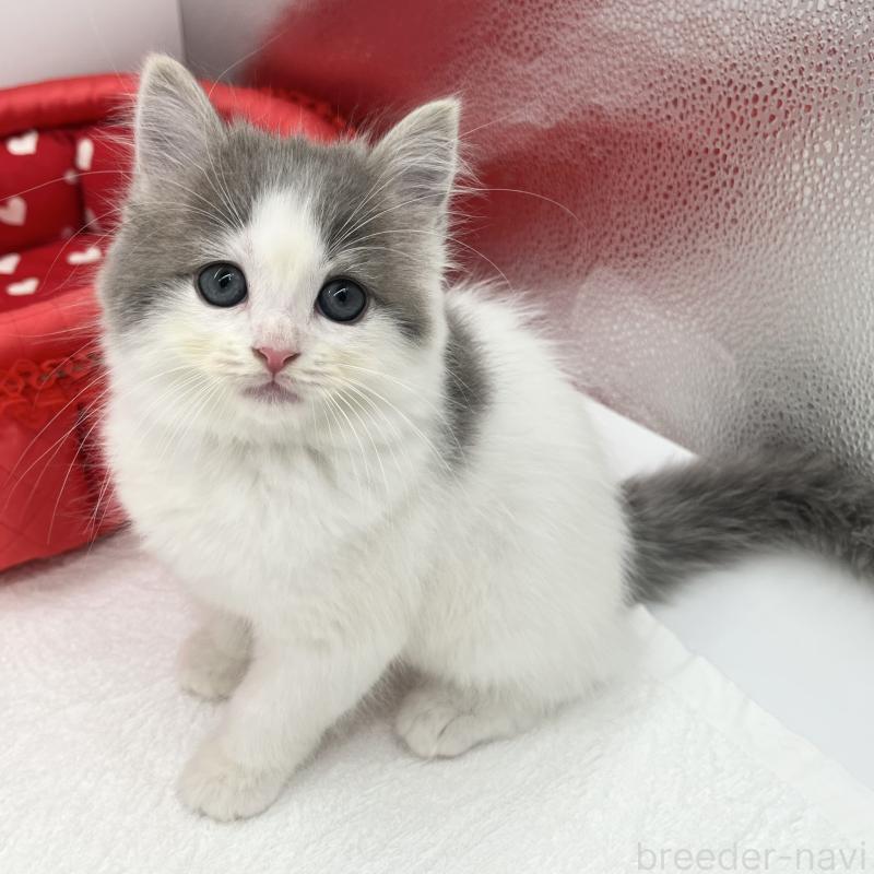 販売中の愛知県のスコティッシュフォールド-132423の4枚目