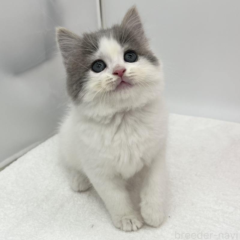 販売中の愛知県のスコティッシュフォールド-132423の2枚目