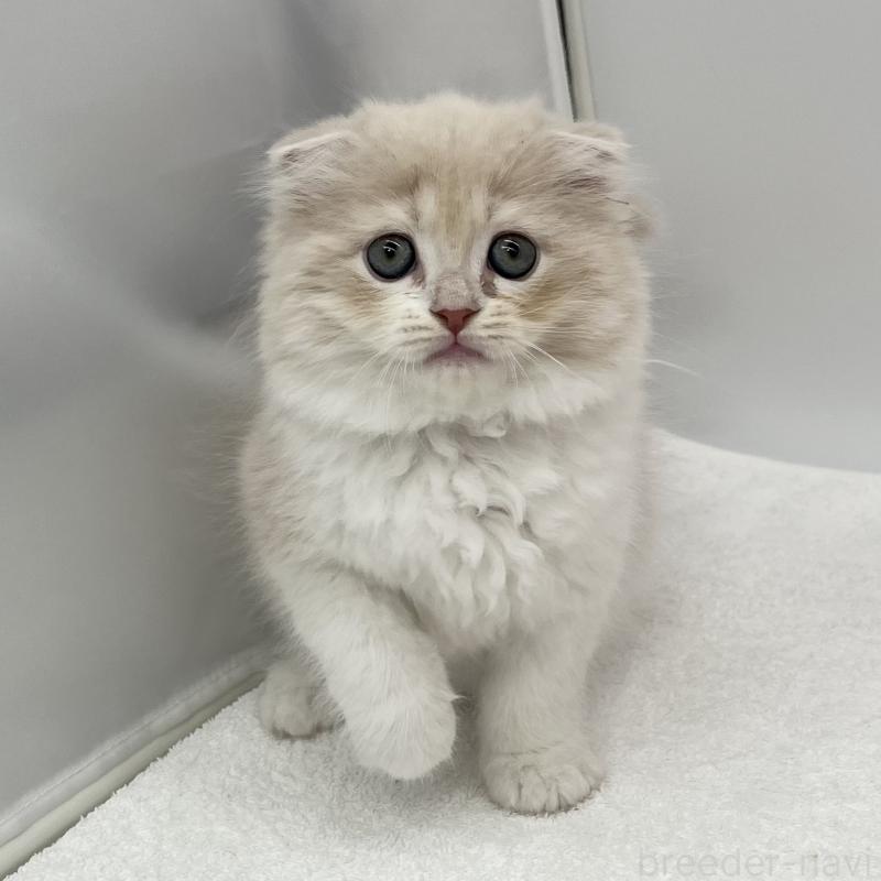 販売中の愛知県のスコティッシュフォールド(折れ耳)-132424