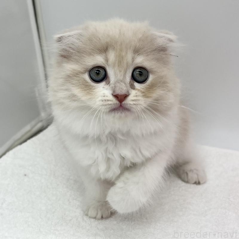 販売中の愛知県のスコティッシュフォールド(折れ耳)-132424の5枚目