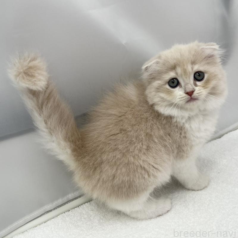 販売中の愛知県のスコティッシュフォールド(折れ耳)-132424の4枚目