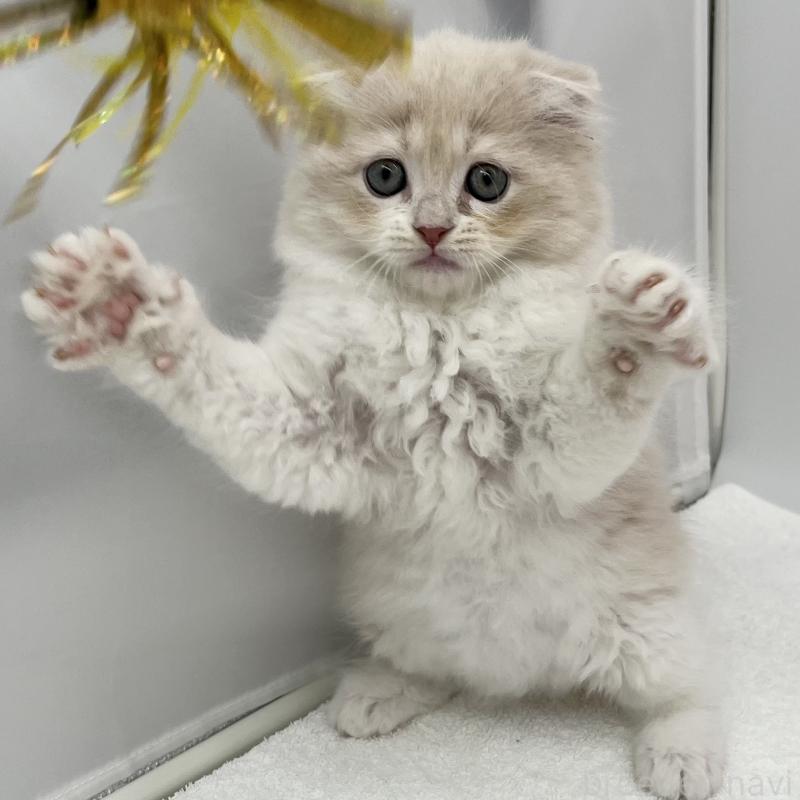 販売中の愛知県のスコティッシュフォールド(折れ耳)-132424の3枚目