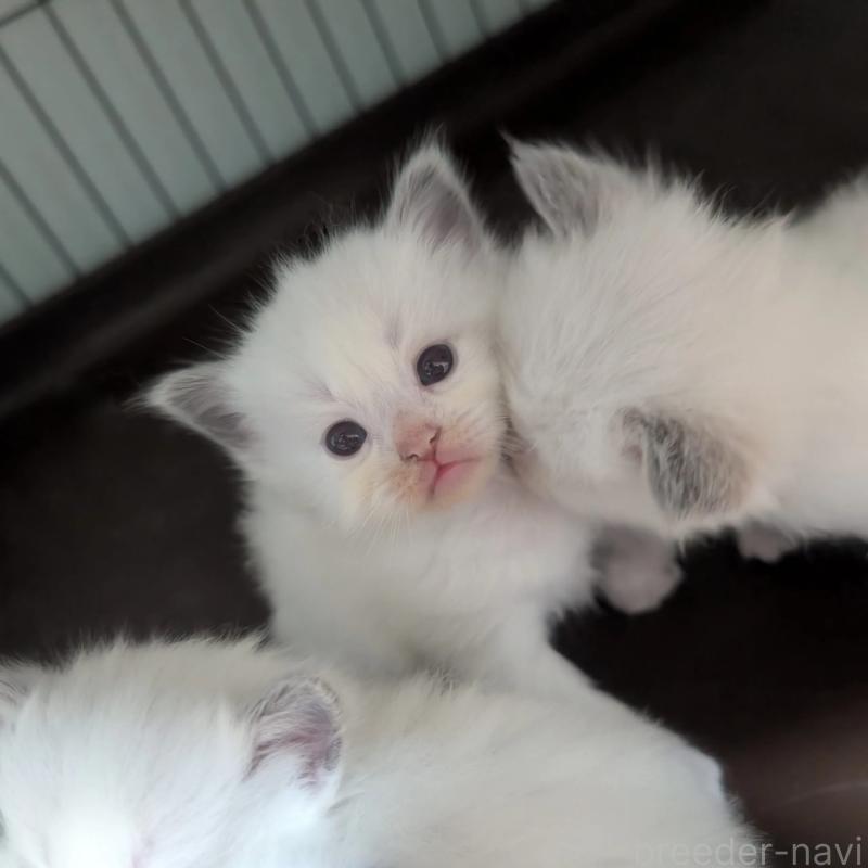 販売中の北海道のラグドール-132426の4枚目