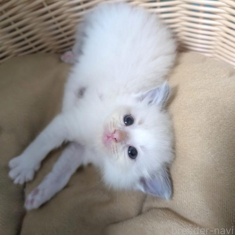 販売中の北海道のラグドール-132426の2枚目