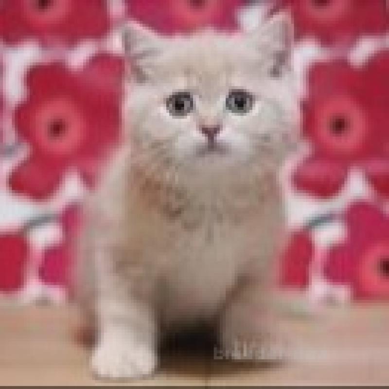 販売中の東京都のミヌエット-132428の1枚目