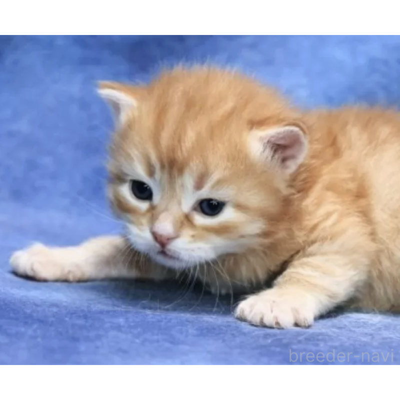 販売中の京都府のサイベリアン-132429の2枚目