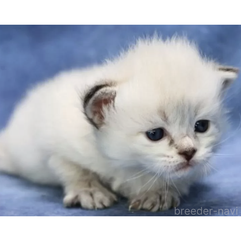 販売中の京都府のサイベリアン-132430の2枚目