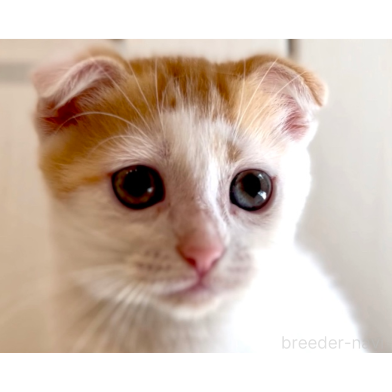 販売中の京都府のマンチカン-123891の4枚目