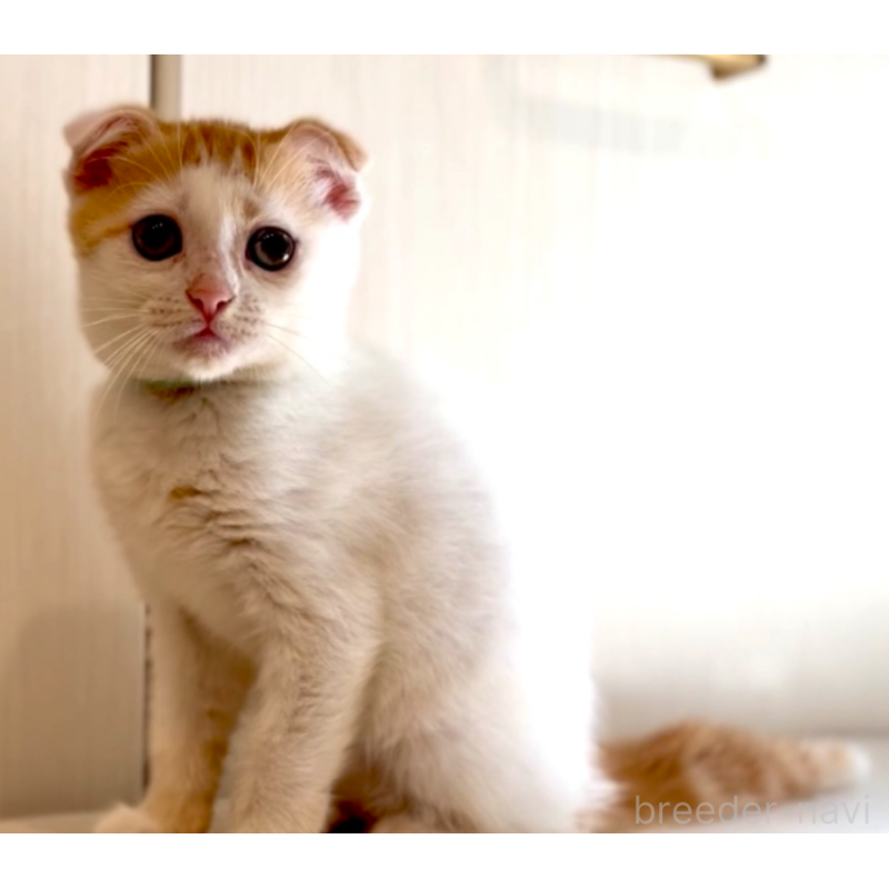 販売中の京都府のマンチカン-123891の3枚目