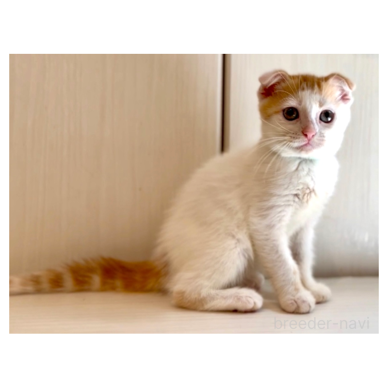 販売中の京都府のマンチカン-123891の2枚目