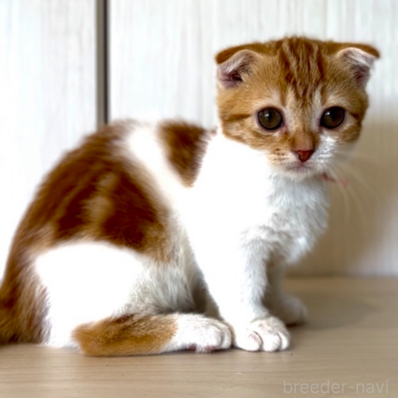 販売中の京都府のマンチカン-132433の6枚目