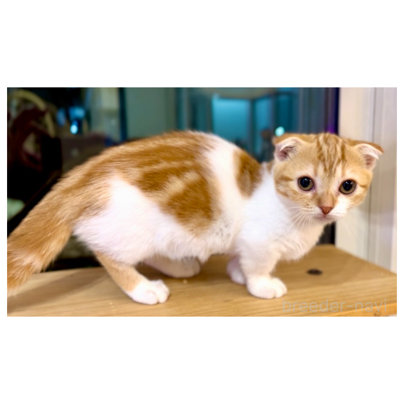 販売中の京都府のマンチカン-132433の5枚目