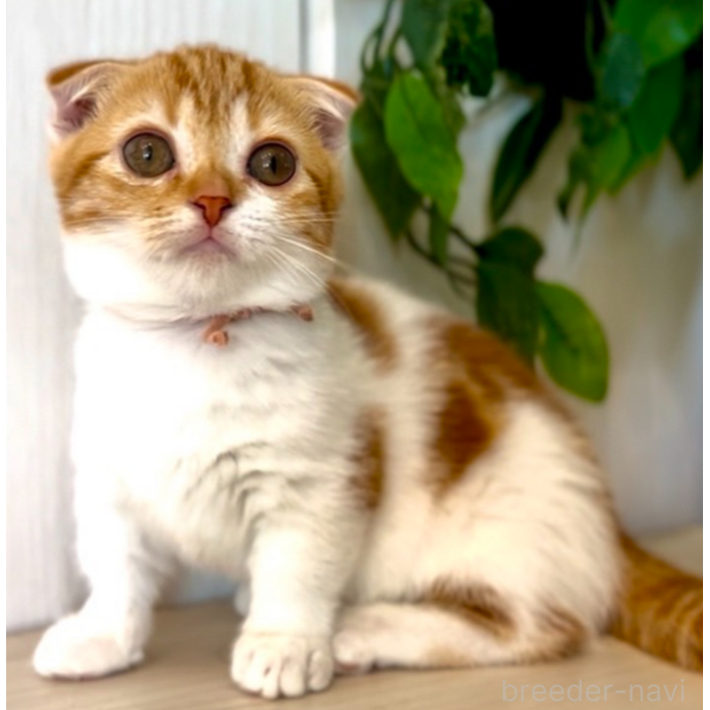 販売中の京都府のマンチカン-132433の4枚目