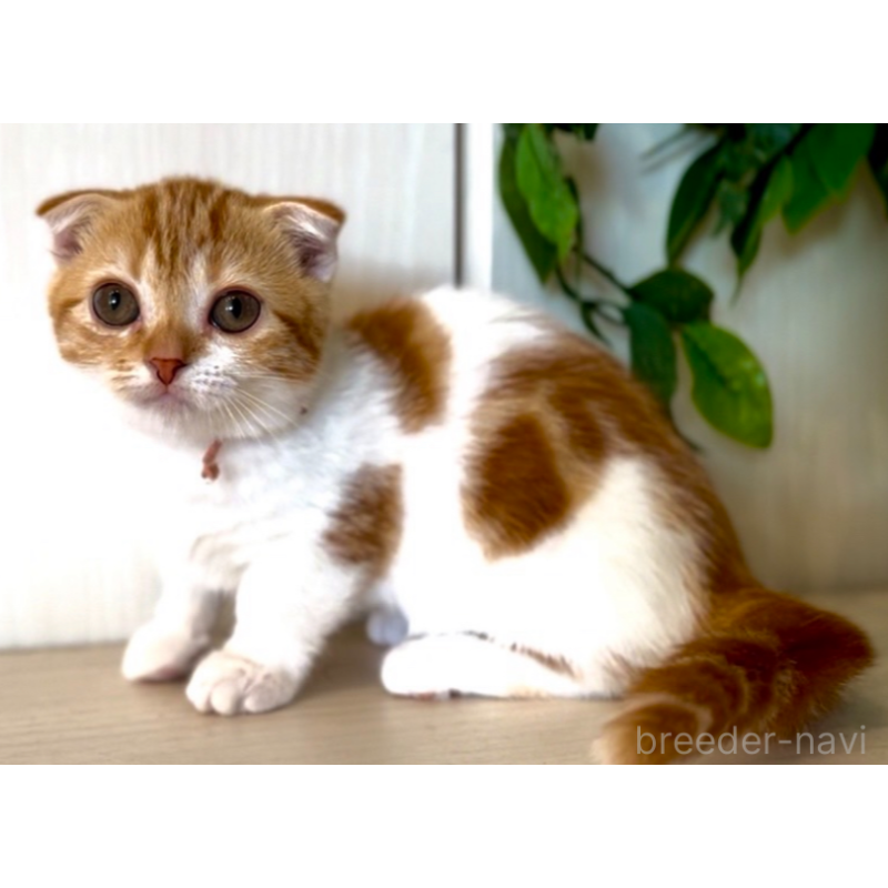 販売中の京都府のマンチカン-132433の3枚目