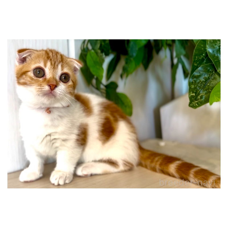 販売中の京都府のマンチカン-132433の2枚目