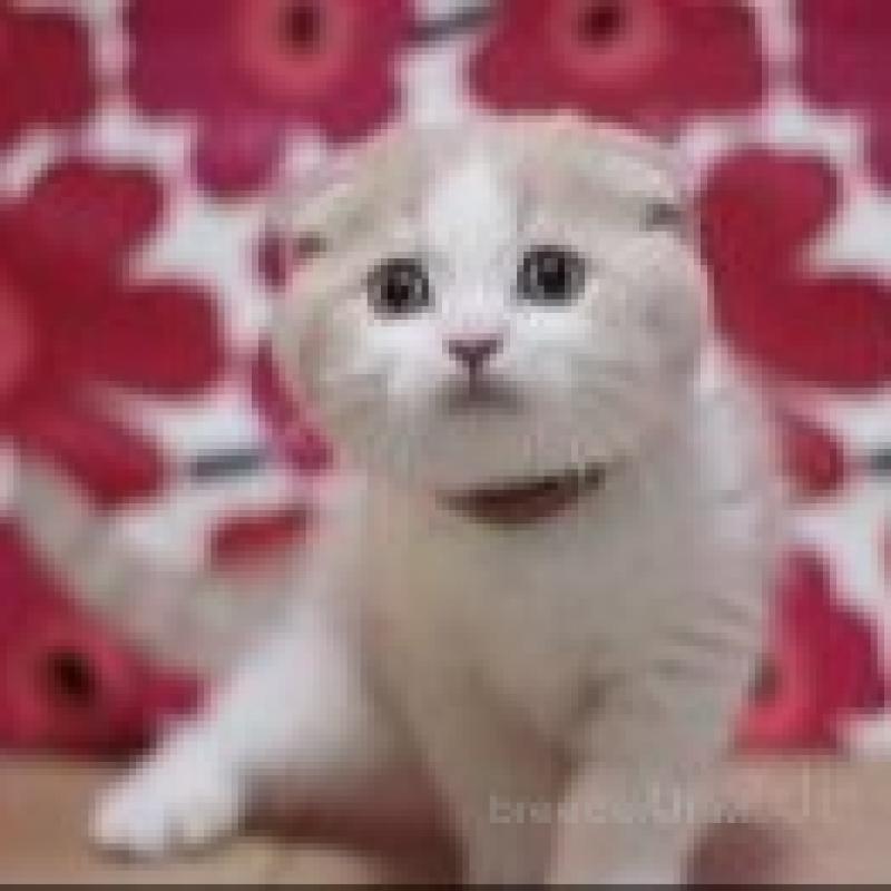 販売中の東京都のスコティッシュフォールド(折れ耳)-132434