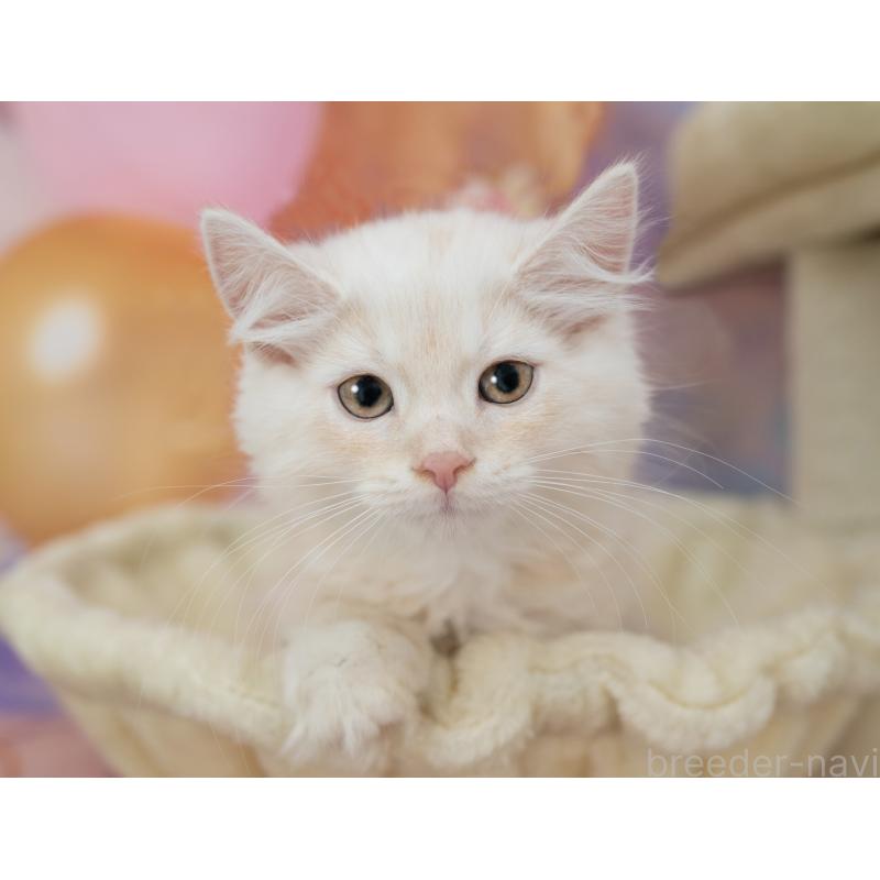 販売中の岐阜県のマンチカン-132435の5枚目