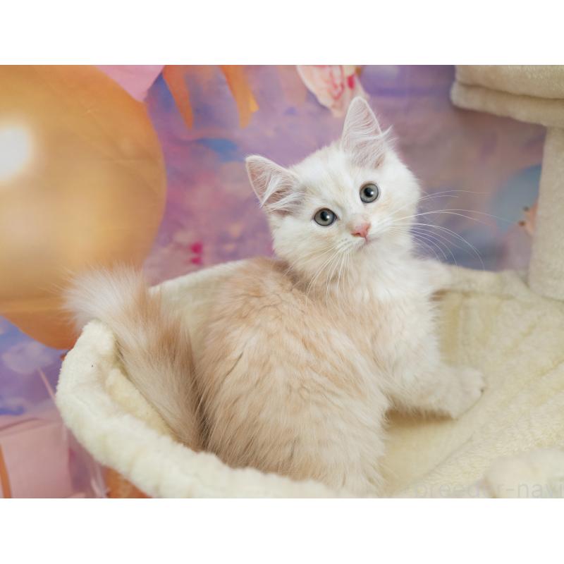 販売中の岐阜県のマンチカン-132435の4枚目