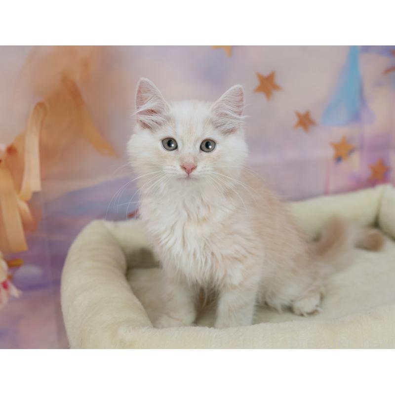 販売中の岐阜県のマンチカン-132435の3枚目