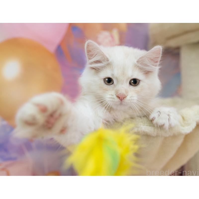 販売中の岐阜県のマンチカン-132435の2枚目