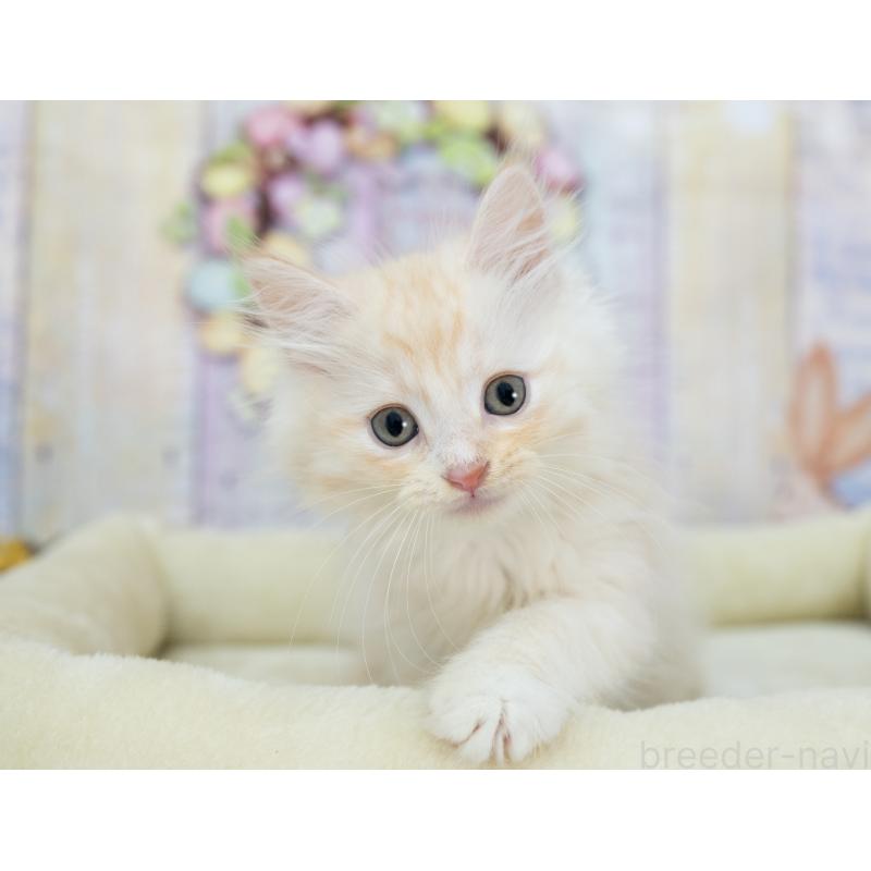 販売中の岐阜県のマンチカン(短足)-132437の5枚目