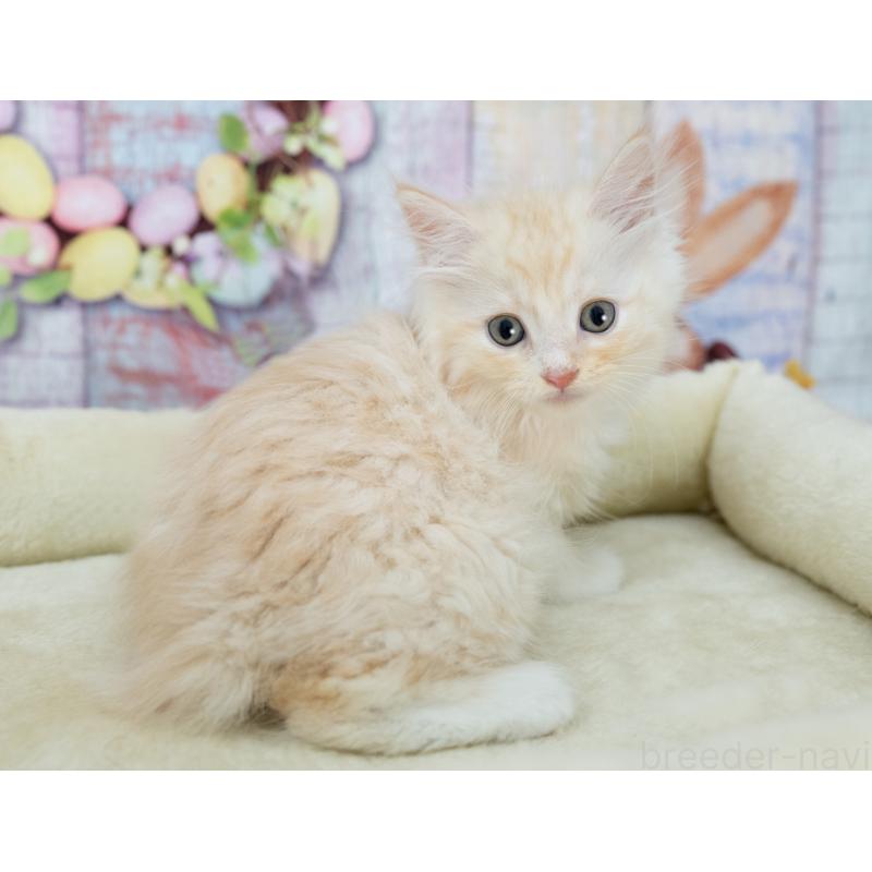 販売中の岐阜県のマンチカン(短足)-132437の4枚目