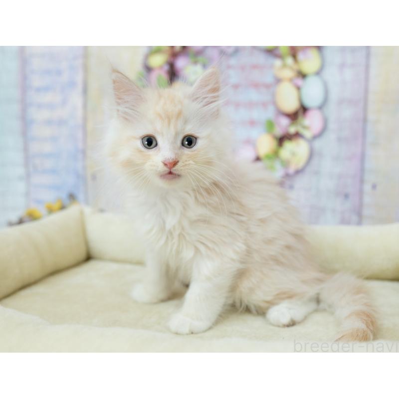 販売中の岐阜県のマンチカン(短足)-132437の3枚目