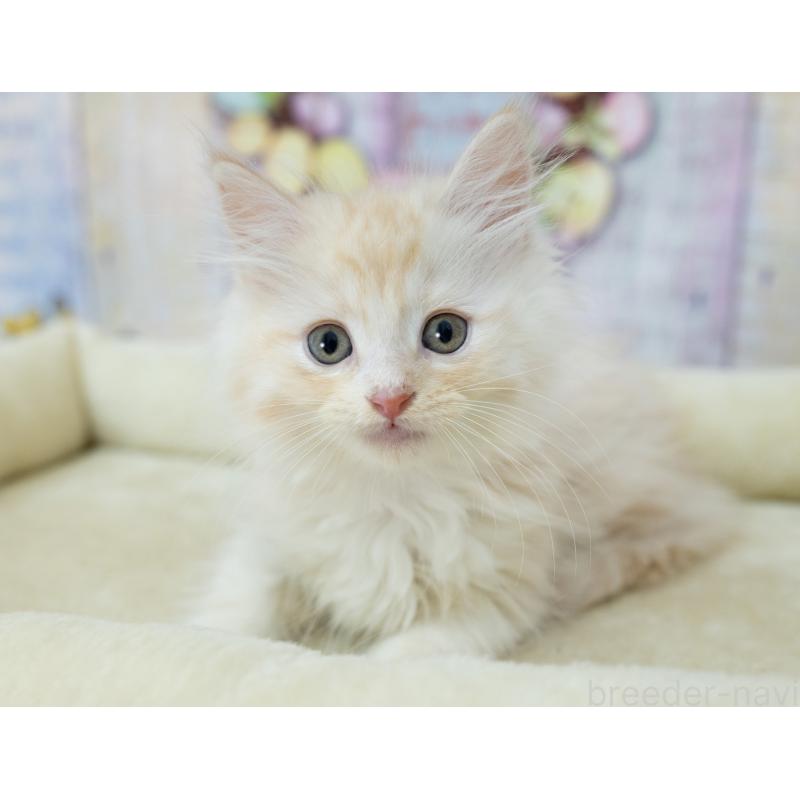 販売中の岐阜県のマンチカン(短足)-132437の2枚目