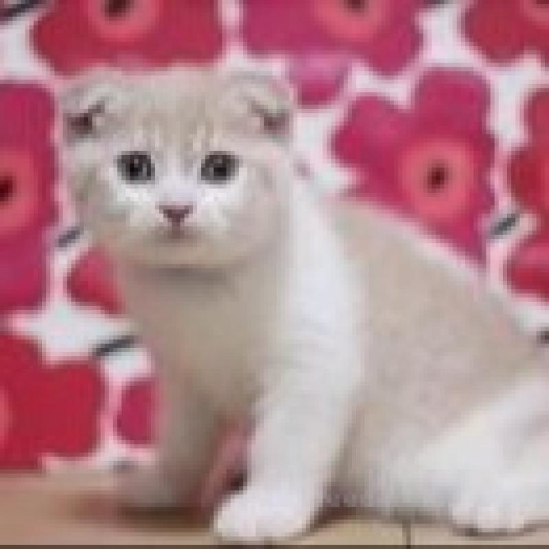 販売中の東京都のスコティッシュフォールド(折れ耳)-132436