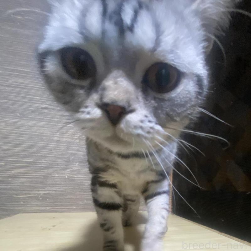 販売中の埼玉県のスコティッシュフォールド-132438